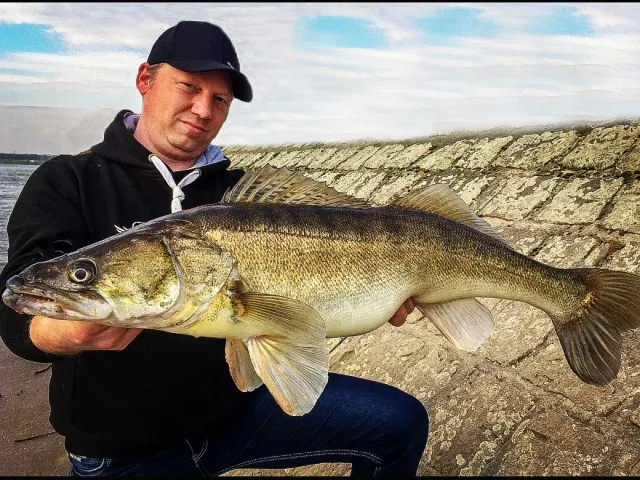 Zander