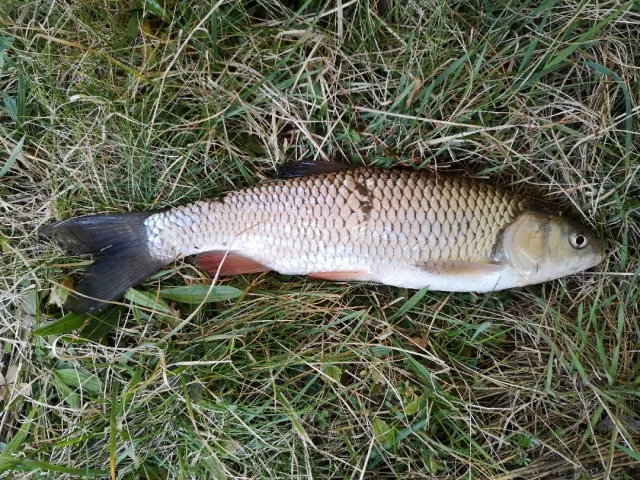 Döbel