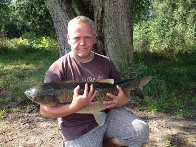 Graskarpfen