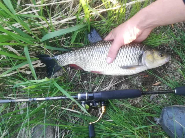 Döbel