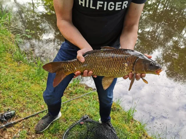 Karpfen