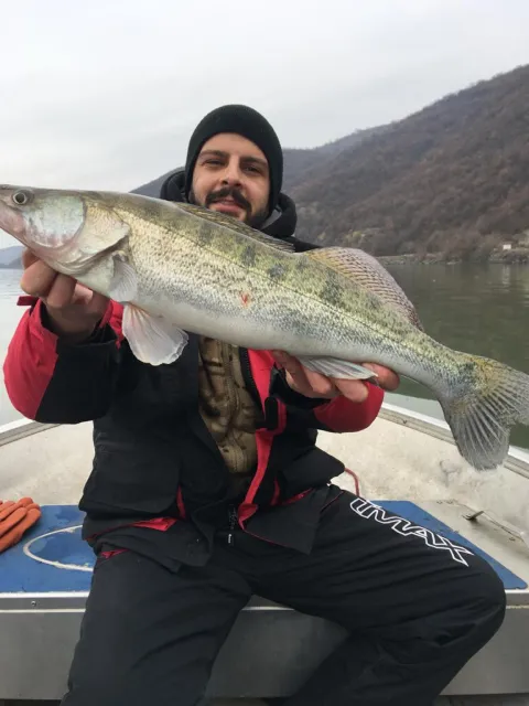 Zander