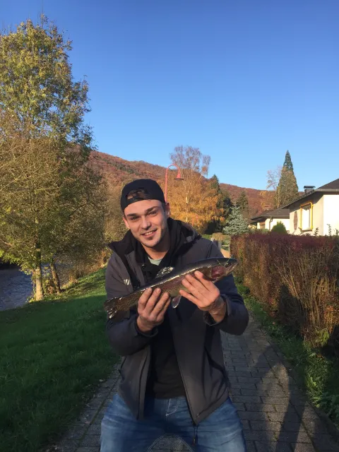 Regenbogenforelle