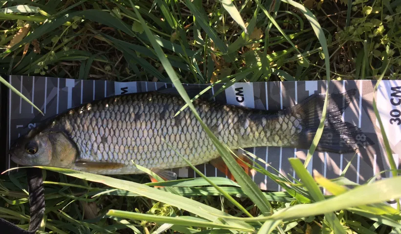 Döbel