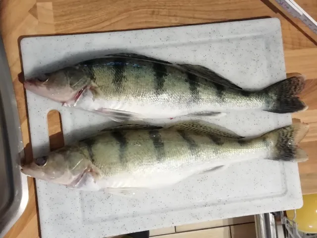 Wolgazander