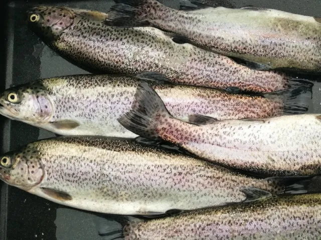 Regenbogenforelle