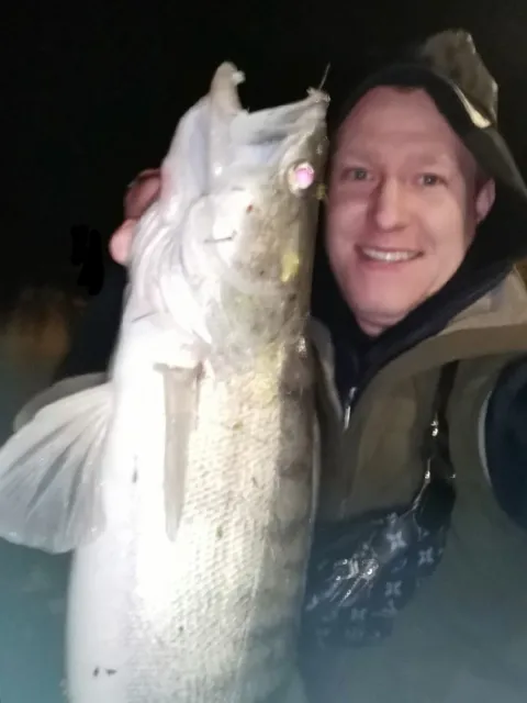Zander