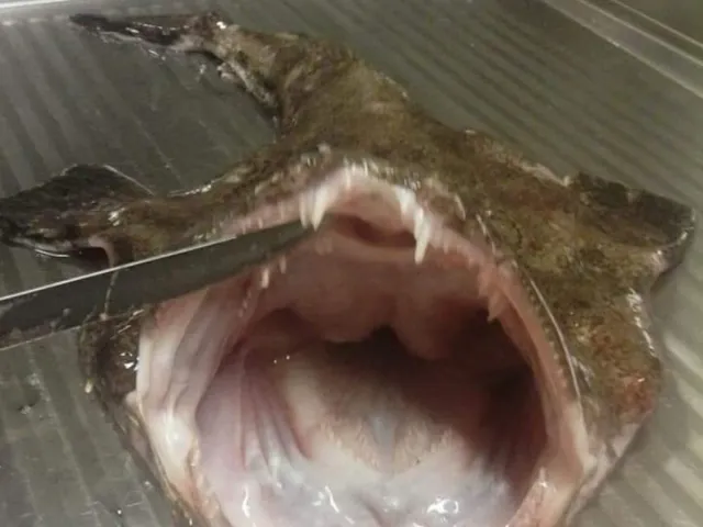 Seeteufel