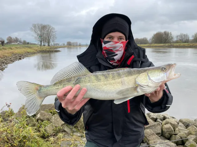 Zander