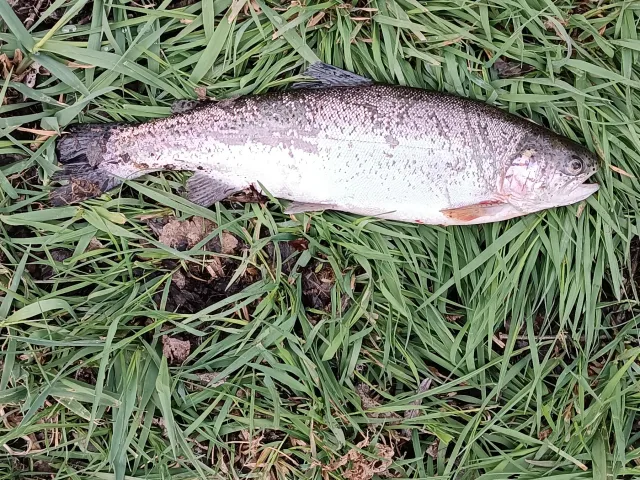 Regenbogenforelle