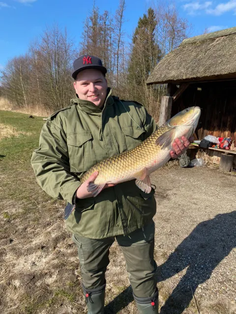 Graskarpfen