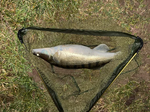 Zander
