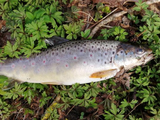 Bachforelle