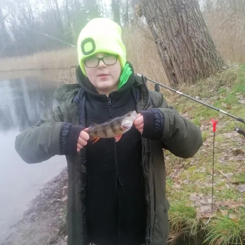 Flussbarsch