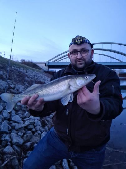 Zander