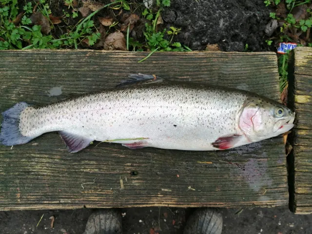 Regenbogenforelle