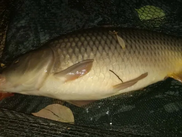 Karpfen