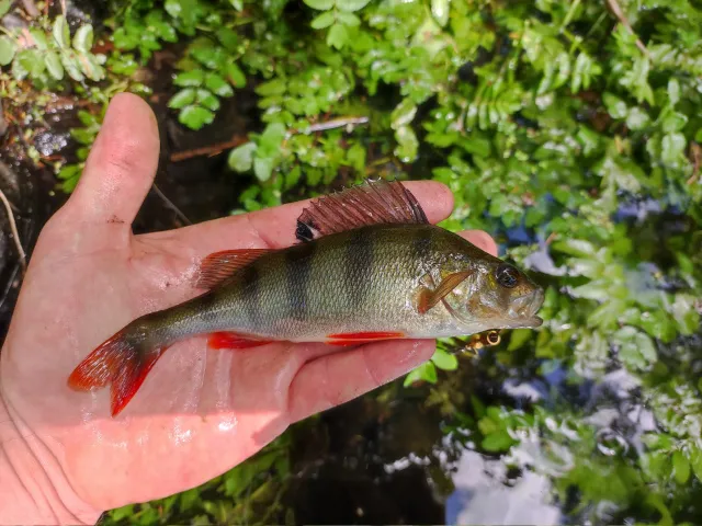 Flussbarsch