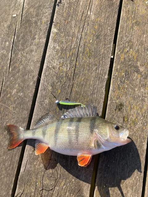 Flussbarsch