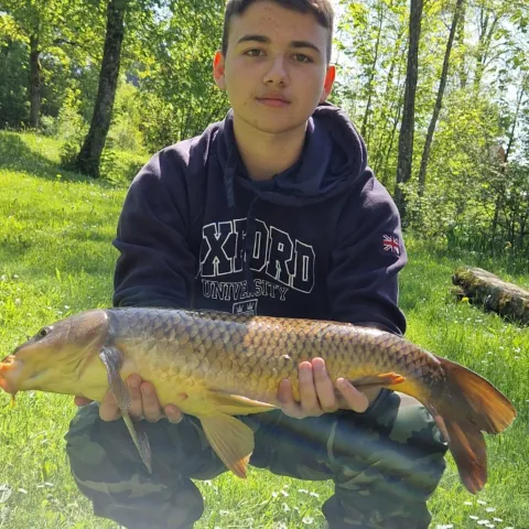 Karpfen