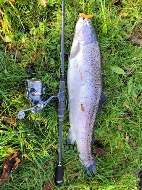 Regenbogenforelle
