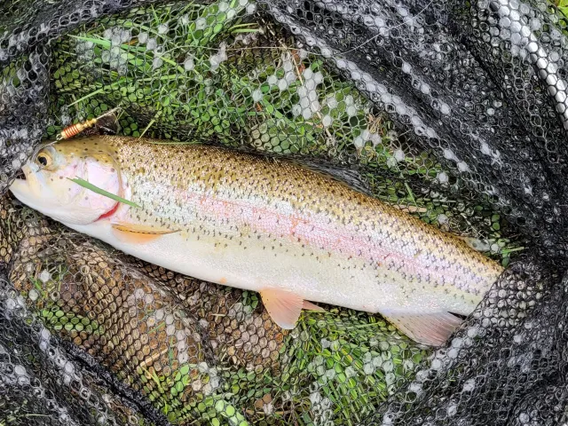 Regenbogenforelle