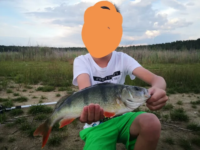 Flussbarsch
