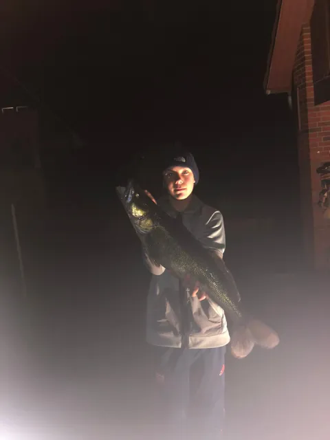 Zander