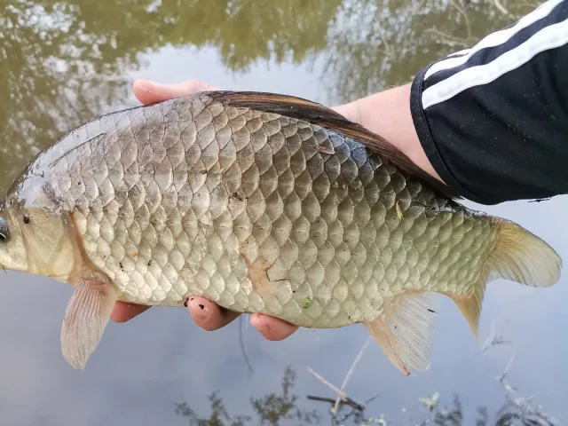 Giebel
