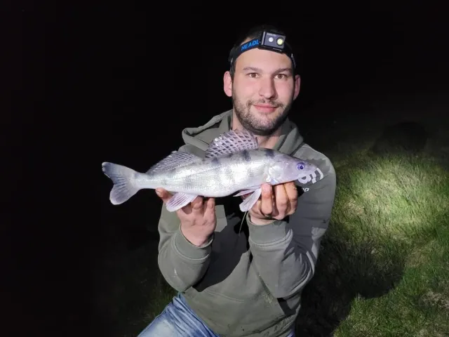 Wolgazander