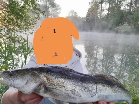 Zander