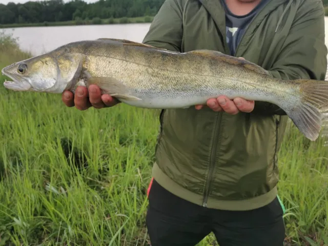 Zander