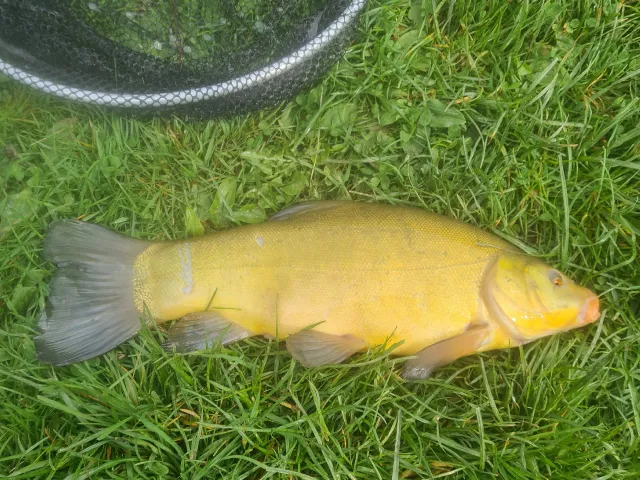 Schleie