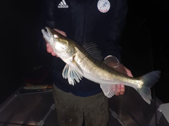 Zander