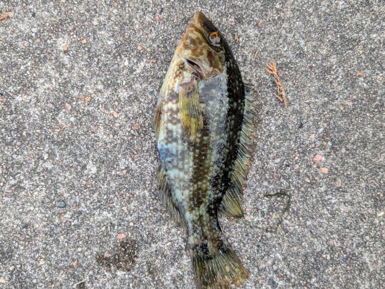Lippfisch
