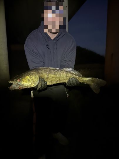 Zander