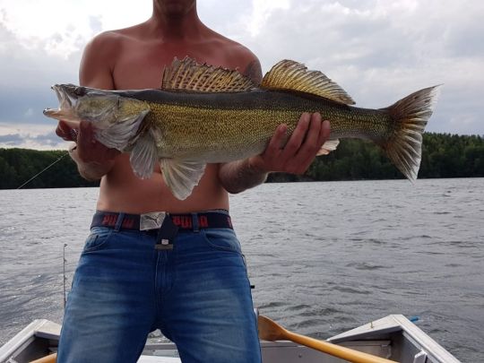 Zander