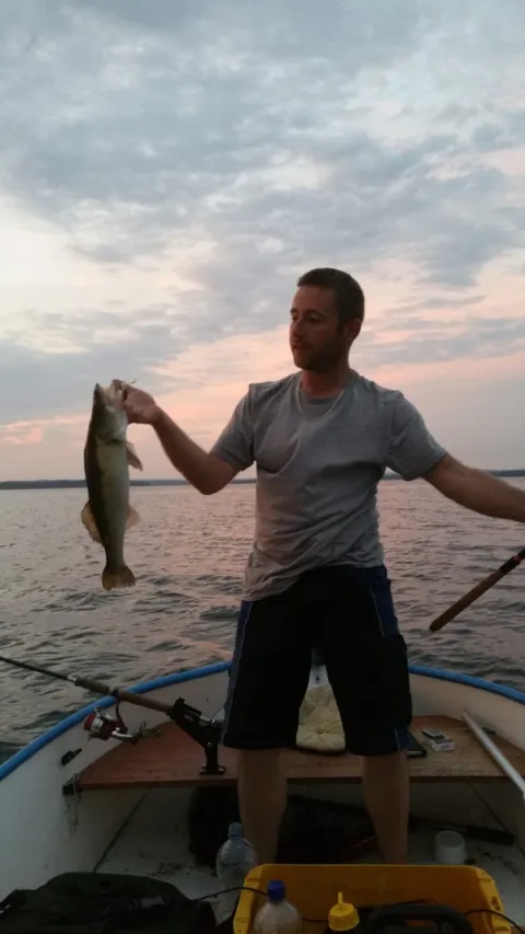 Zander