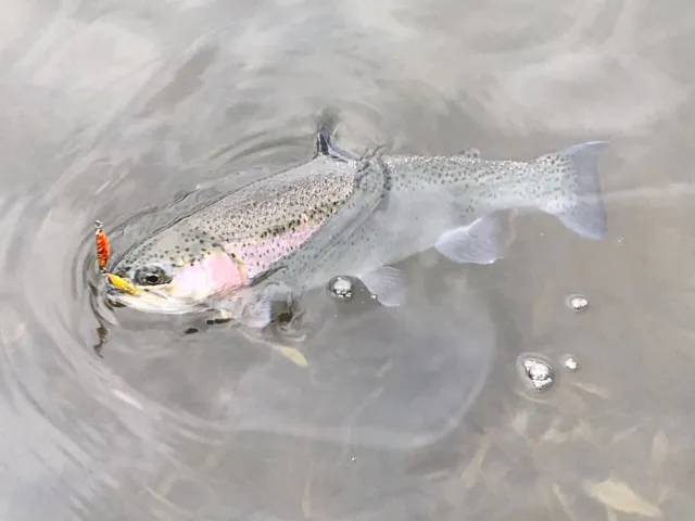 Regenbogenforelle