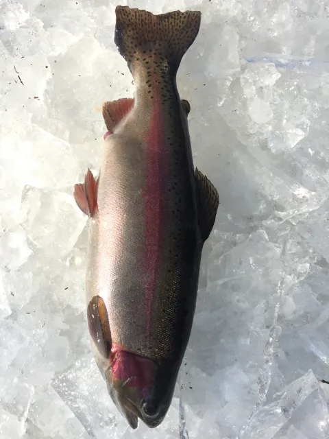 Regenbogenforelle