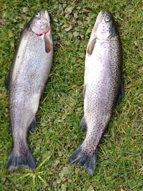 Regenbogenforelle