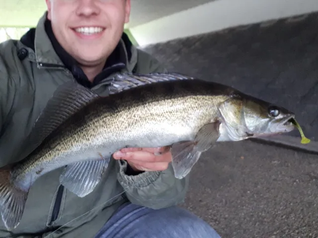 Zander