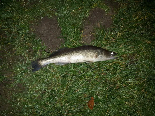 Zander