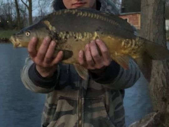 Karpfen