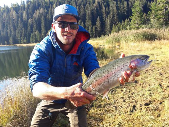 Regenbogenforelle