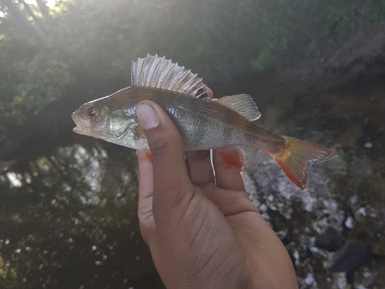Flussbarsch