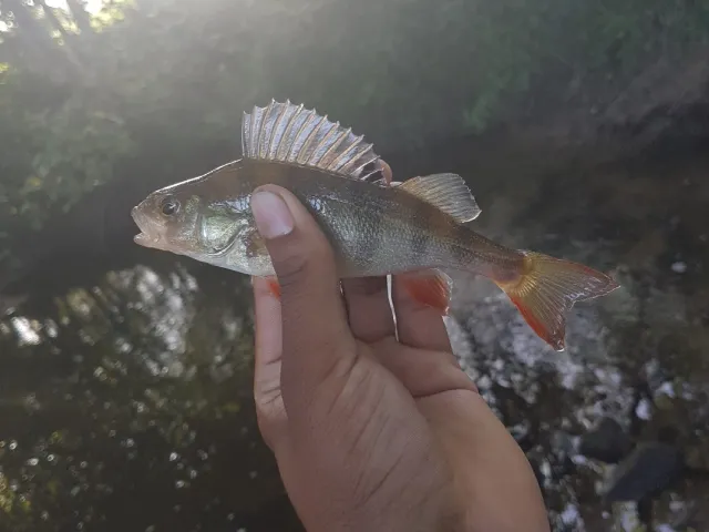 Flussbarsch