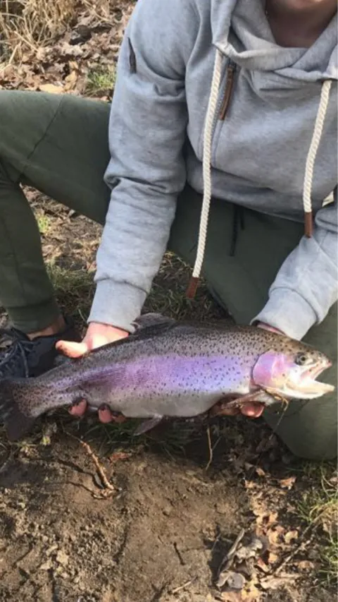 Regenbogenforelle