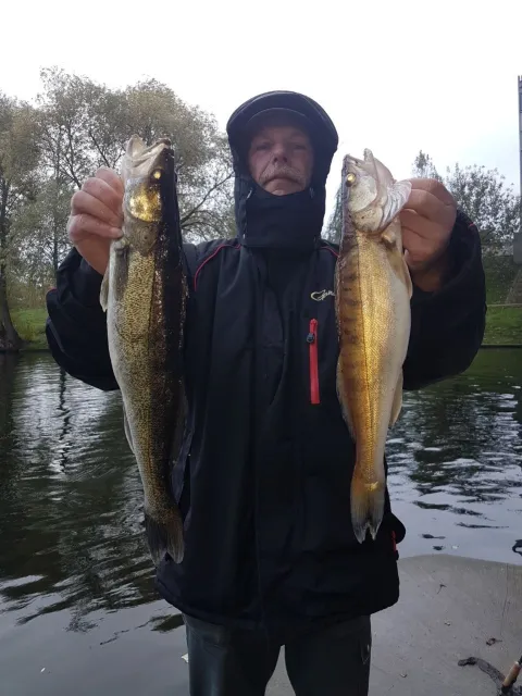 Zander