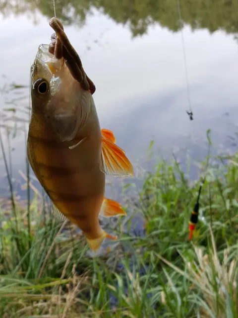 Flussbarsch